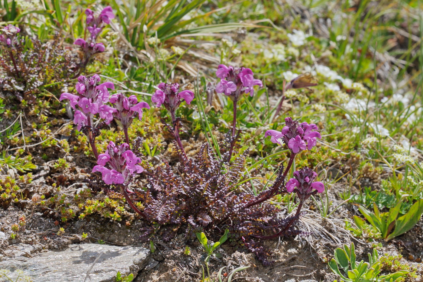 Image of Pedicularis nordmanniana specimen.