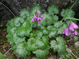 View full-size image Cortusa brotheri