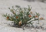 Zygophyllum turcomanicum. Цветущее растение. Казахстан, Мангистауская обл., 37,5 км ЮЗ пос. Сай-Отес, западный чинк плато Устюрт у спуска Синды, на мелах. 05.05.2018.