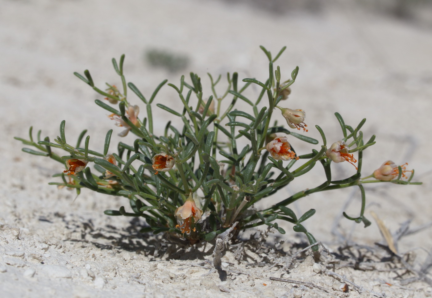Image of Zygophyllum turcomanicum specimen.