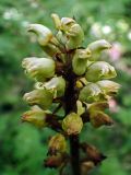 Gastrodia elata