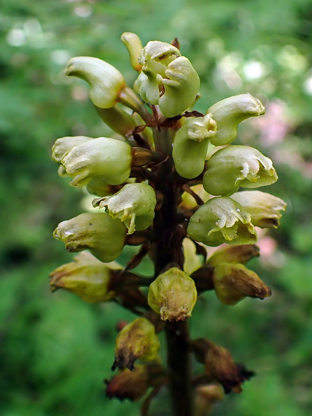 Image of Gastrodia elata specimen.