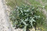 Crambe orientalis. Растение с развивающимся соцветием. Турция, ил Ван, 4 км на ЮВ от дер. Айдынлар, обочина дороги. 21 мая 2025 г.