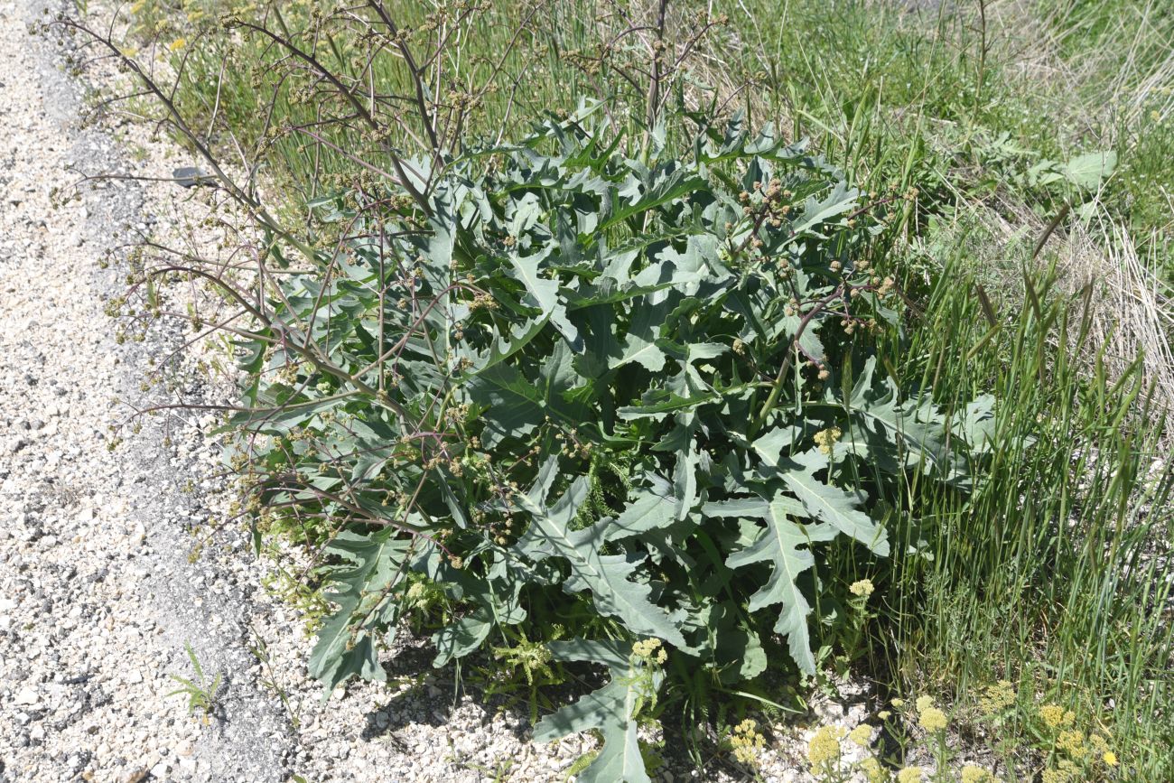 Изображение особи Crambe orientalis.