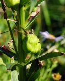Lobelia sessilifolia. Завязавшийся плод. Приморский край, ЗАТО Фокино, окр. пос. Путятин; о-в Путятина, восточное побережье, бух. 2я-5я, луг. 14.08.2025.