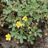 Potentilla incana
