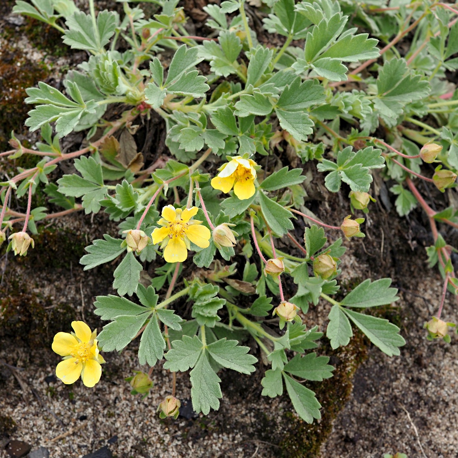 Image of Potentilla incana specimen.