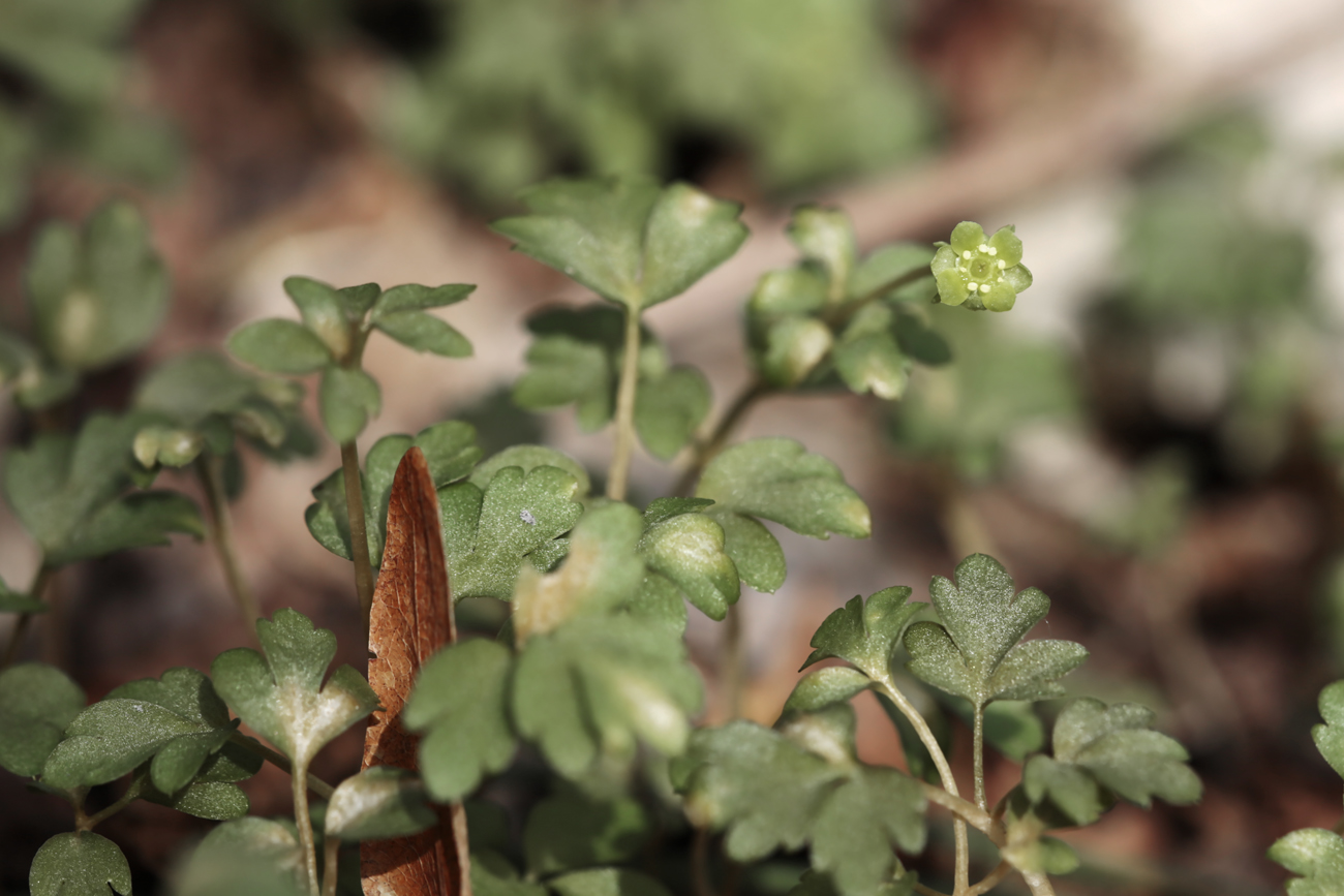 Изображение особи Adoxa moschatellina.