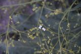 род Crambe