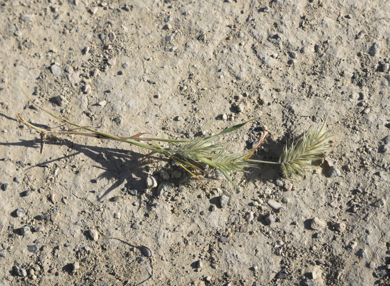 Изображение особи род Eremopyrum.