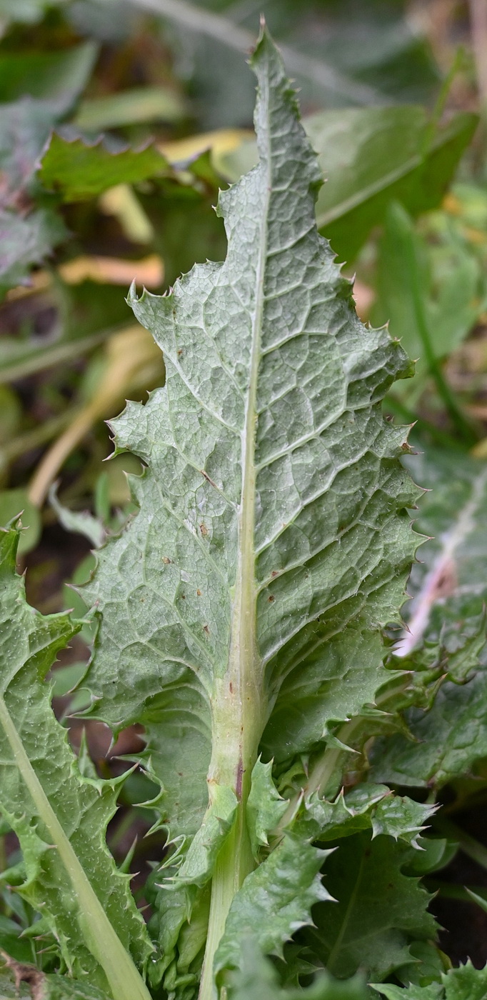 Image of Sonchus asper specimen.
