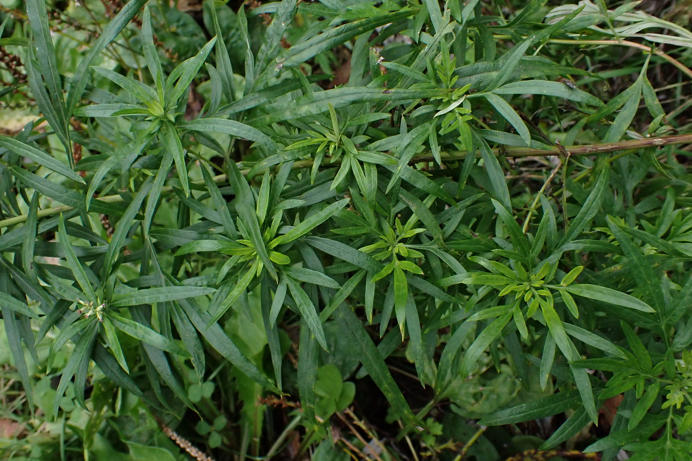 Изображение особи род Artemisia.