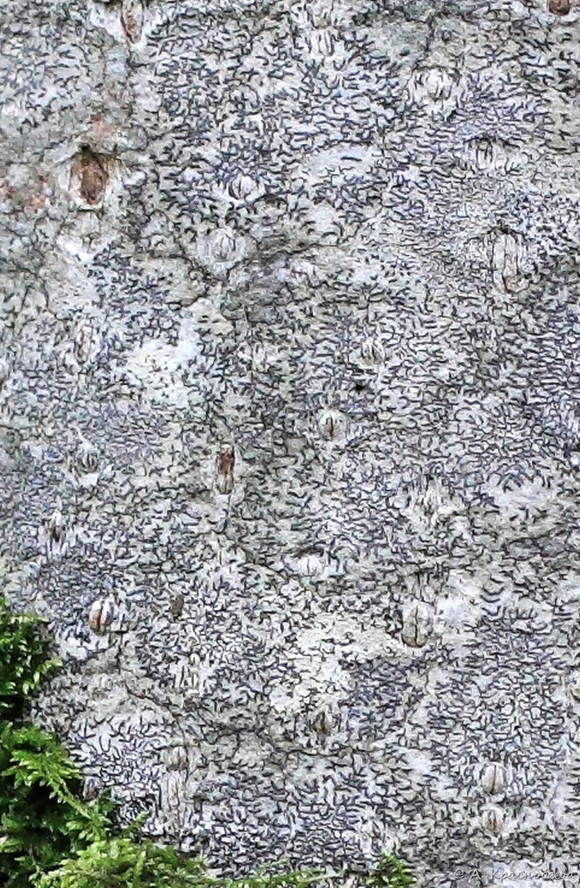 Изображение особи Graphis scripta.