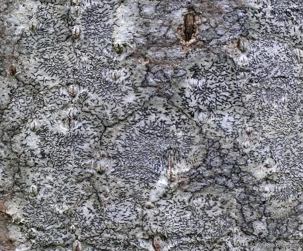 Image of Graphis scripta specimen.