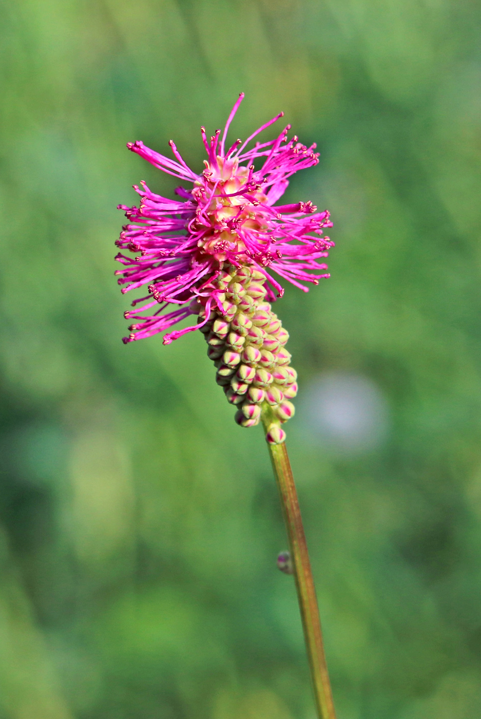 Image of Sanguisorba obtusa specimen.