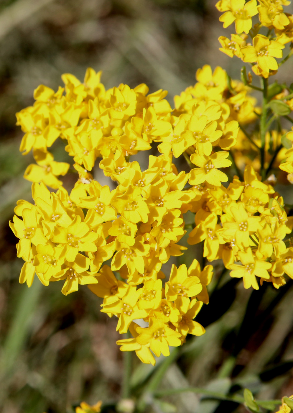 Изображение особи Aurinia saxatilis.
