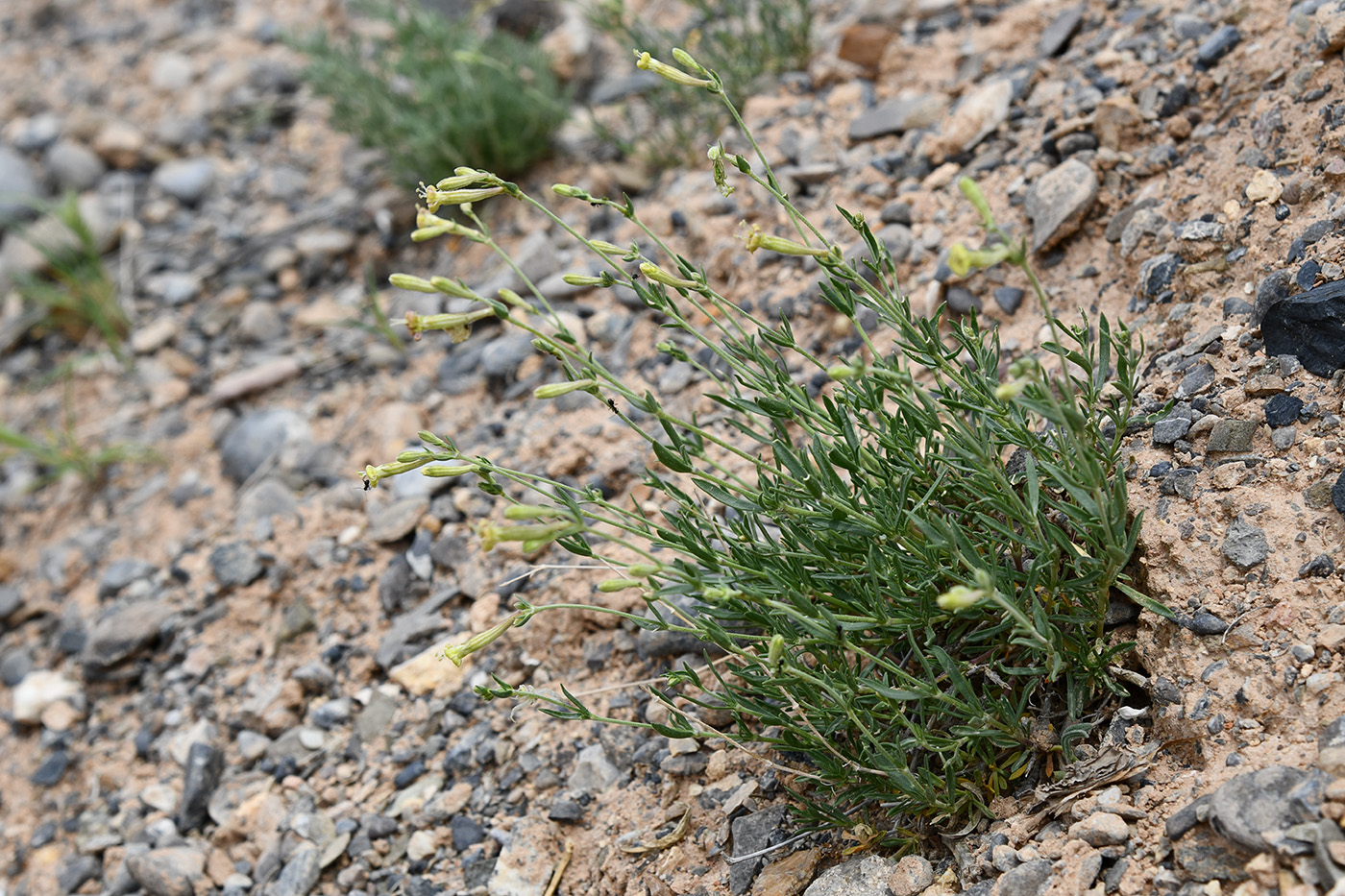 Image of Silene brahuica specimen.