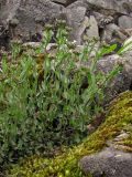 Microthlaspi perfoliatum