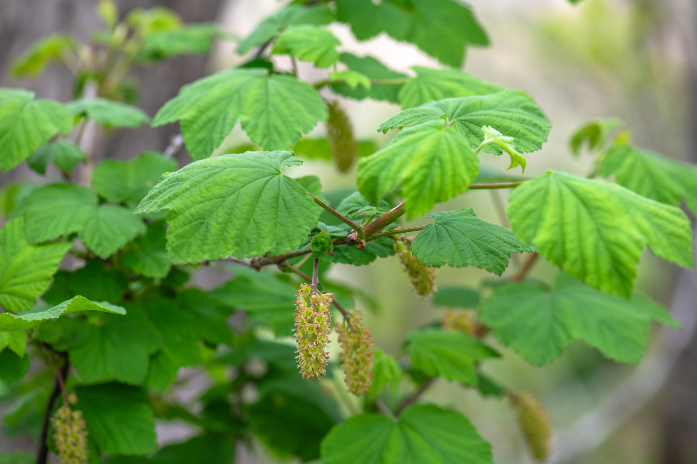 Image of genus Ribes specimen.