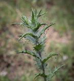 Carthamus lanatus. Верхушка вегетирующего растения, опутанная паутиной с остатками мёртвых насекомых(?). Абхазия, Гудаутский р-н, окр. с. Лдзаа, разнотравный луг. 12.06.2025.