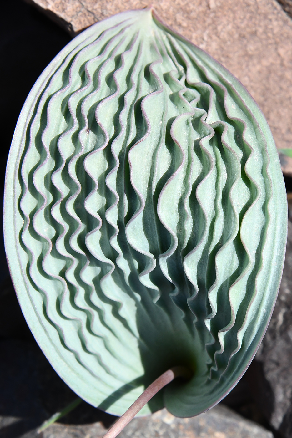 Image of Tulipa regelii specimen.