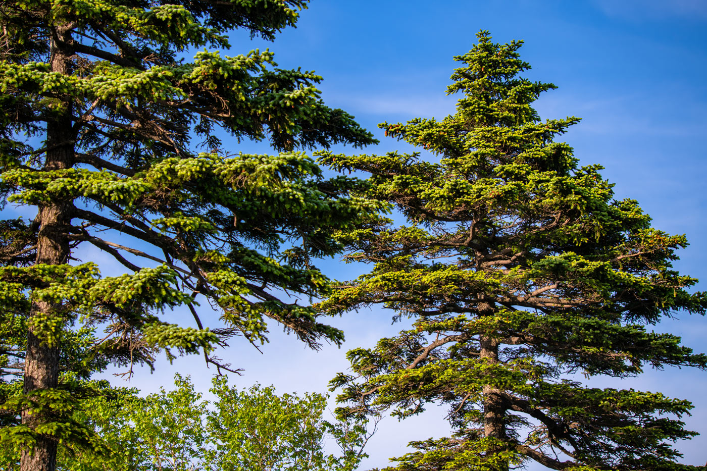 Image of Picea ajanensis specimen.