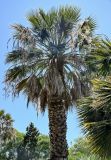 Washingtonia robusta. Верхняя часть ствола и крона цветущего растения. Португалия, о-в Мадейра, г. Фуншал, в культуре. 18.08.2025.