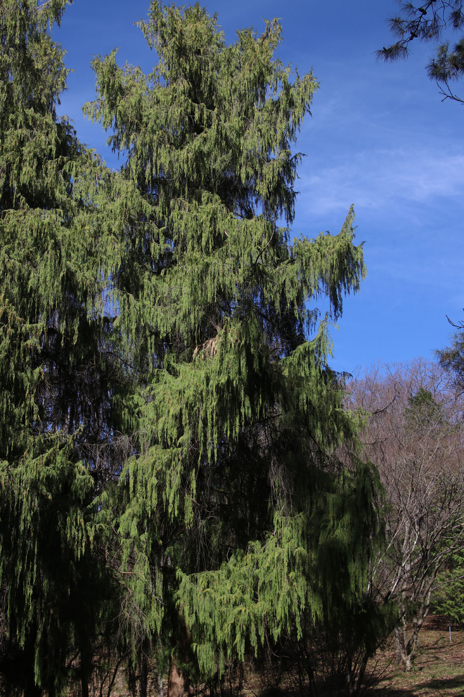 Image of Cupressus funebris specimen.