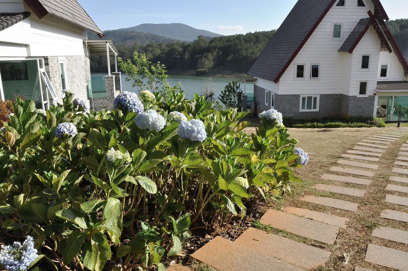 Image of Hydrangea macrophylla specimen.