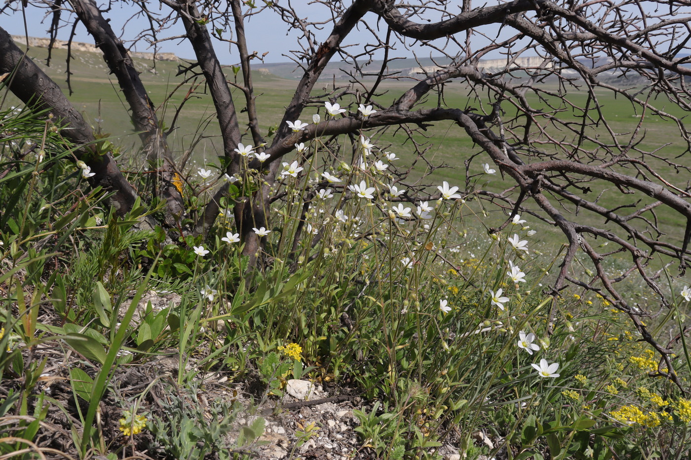 Изображение особи Holosteum glutinosum ssp. liniflorum.