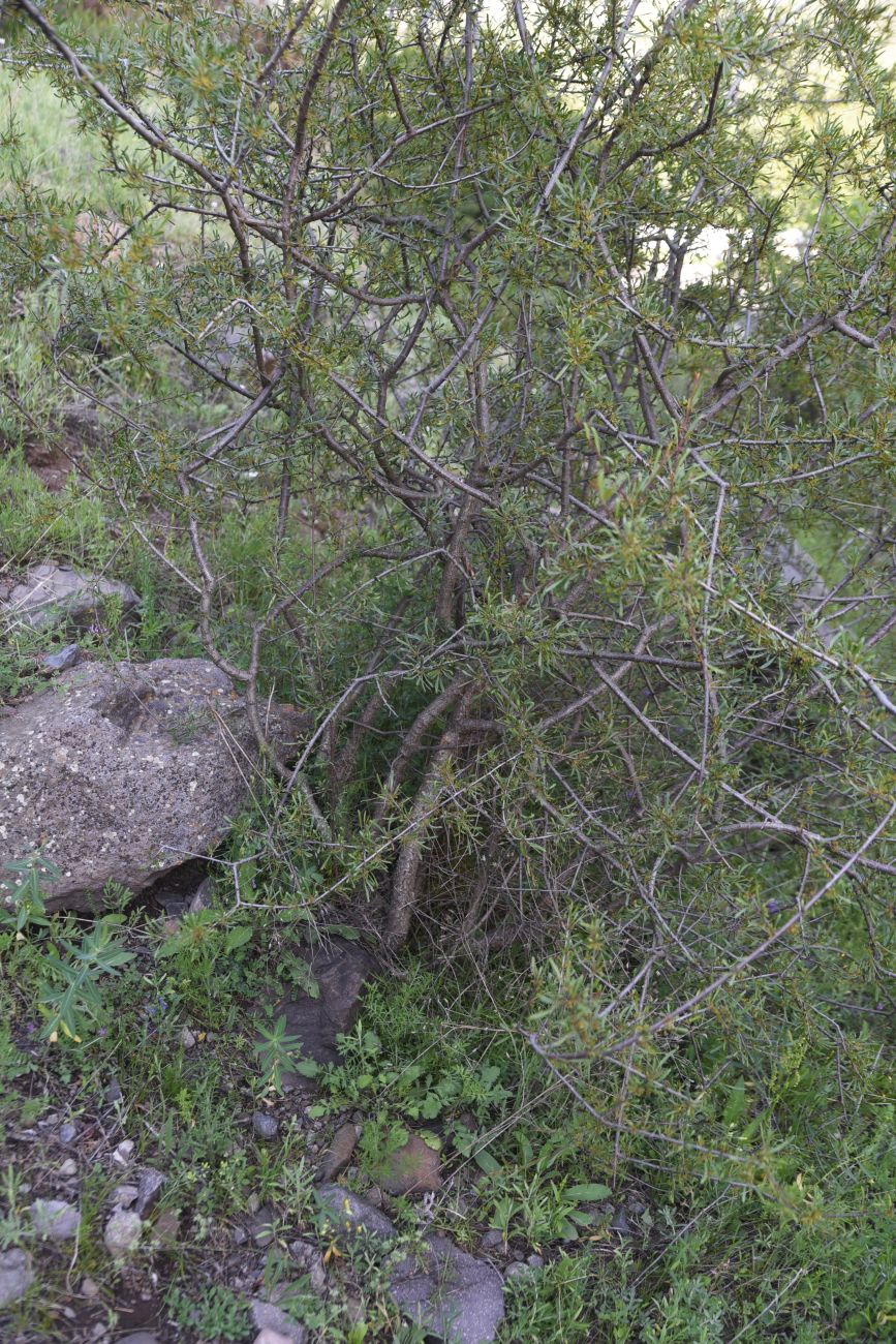 Изображение особи Rhamnus erythroxyloides.