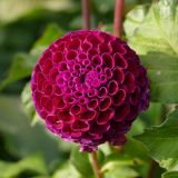 Dahlia × cultorum. Соцветие. Свердловская обл., окр. г. Североуральск, дачный участок. 17.09.2022.