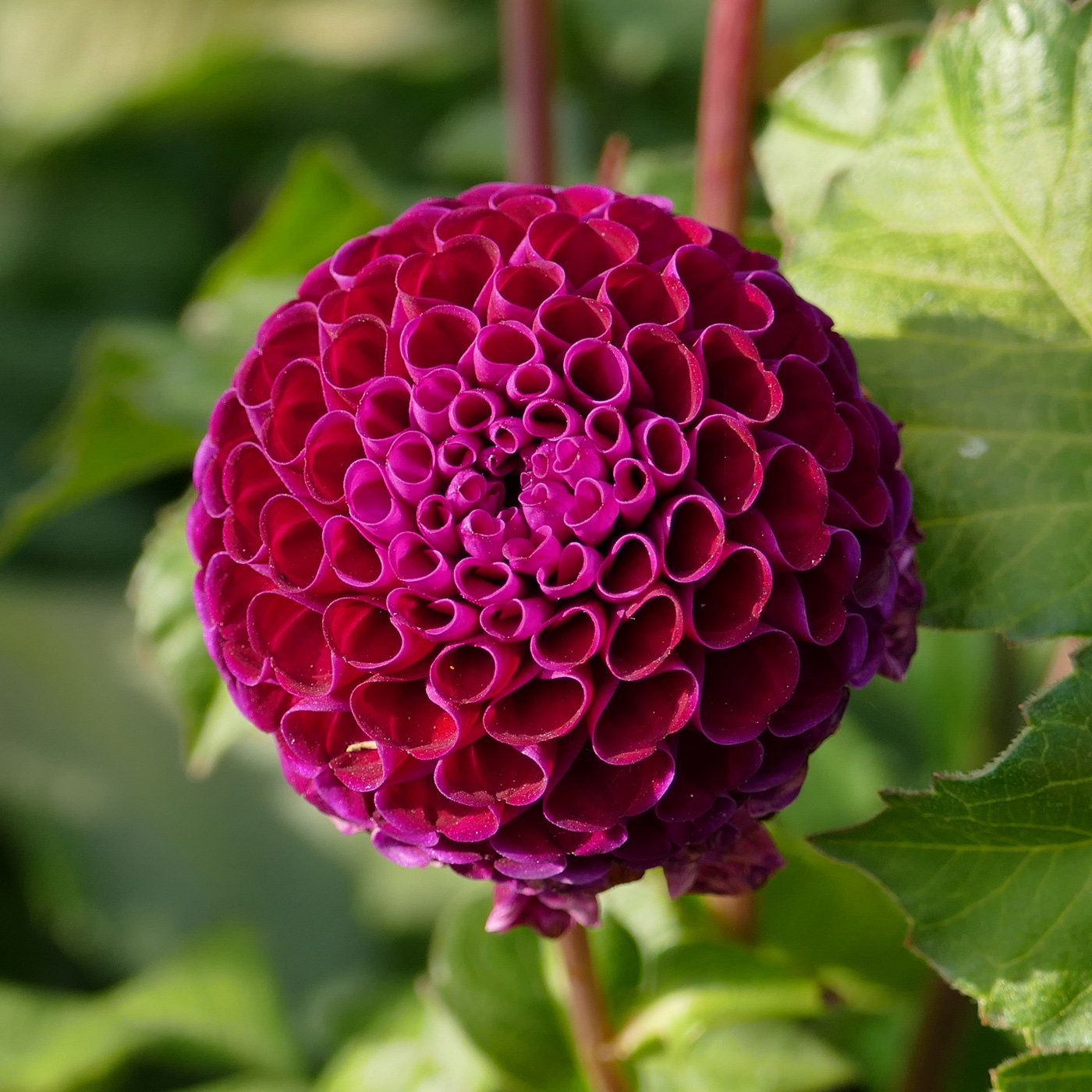 Image of Dahlia × cultorum specimen.