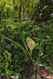 Arum italicum подвид albispathum. Цветущее растение. Крым, Южный берег, пос. Мисхор, парк. 29.05.2026.