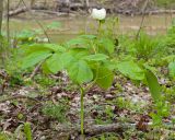 Paeonia caucasica. Цветущее растение (белоцветковая морфа). Краснодарский край, Крымский р-н, окр. станицы Неберджаевская, ур. Темрючки, буково-грабово-дубовый лес. 23.04.2026.
