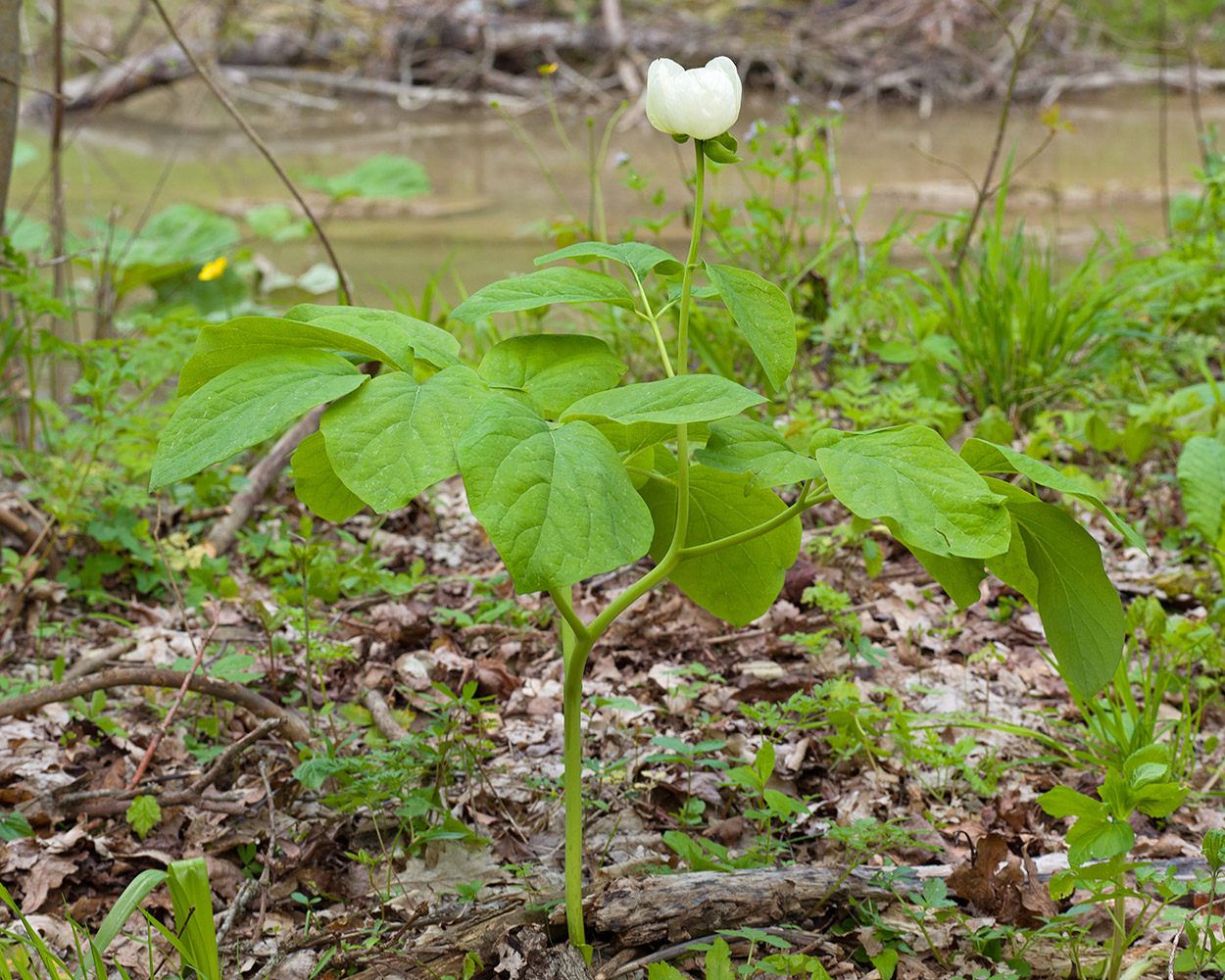 Изображение особи Paeonia caucasica.