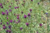 род Astragalus