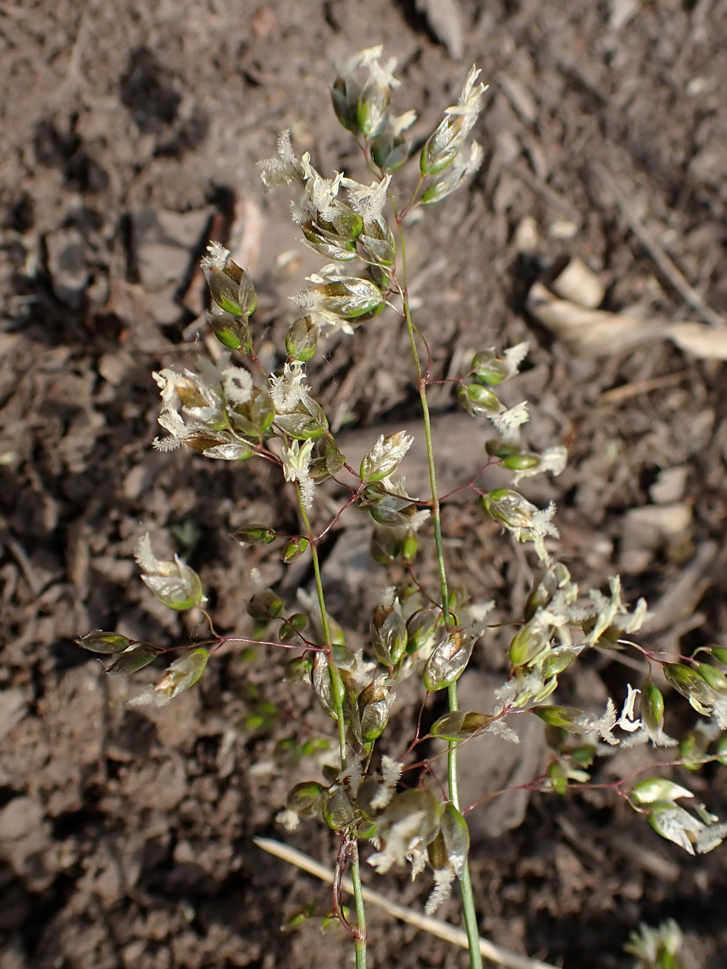Image of Hierochloe glabra specimen.
