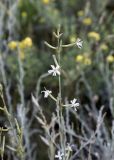 Silene brahuica