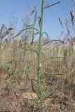 genus Linaria. Часть побега. Астраханская обл., Наримановский р-н, окр. пос. Сайгачный, Пески Давсна, нарушенная степь. 10 мая 2026 г.