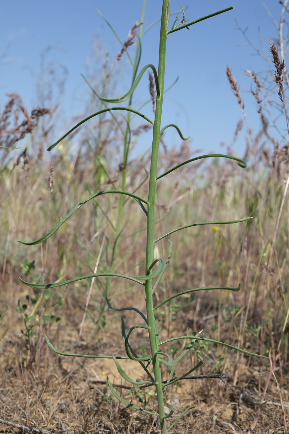 Image of genus Linaria specimen.