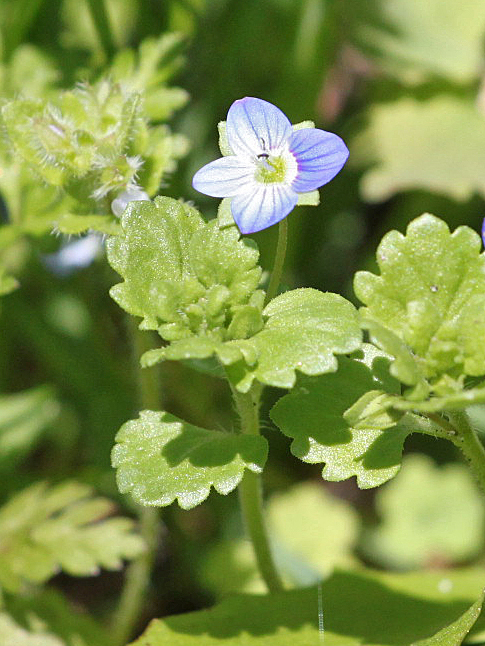 Image of Veronica persica specimen.