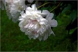 Paeonia lactiflora. цветок (махровая форма). Московская обл., Раменский р-н, окр. дер. Хрипань, садовый участок. 13.06.2026.