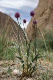 Allium polyphyllum