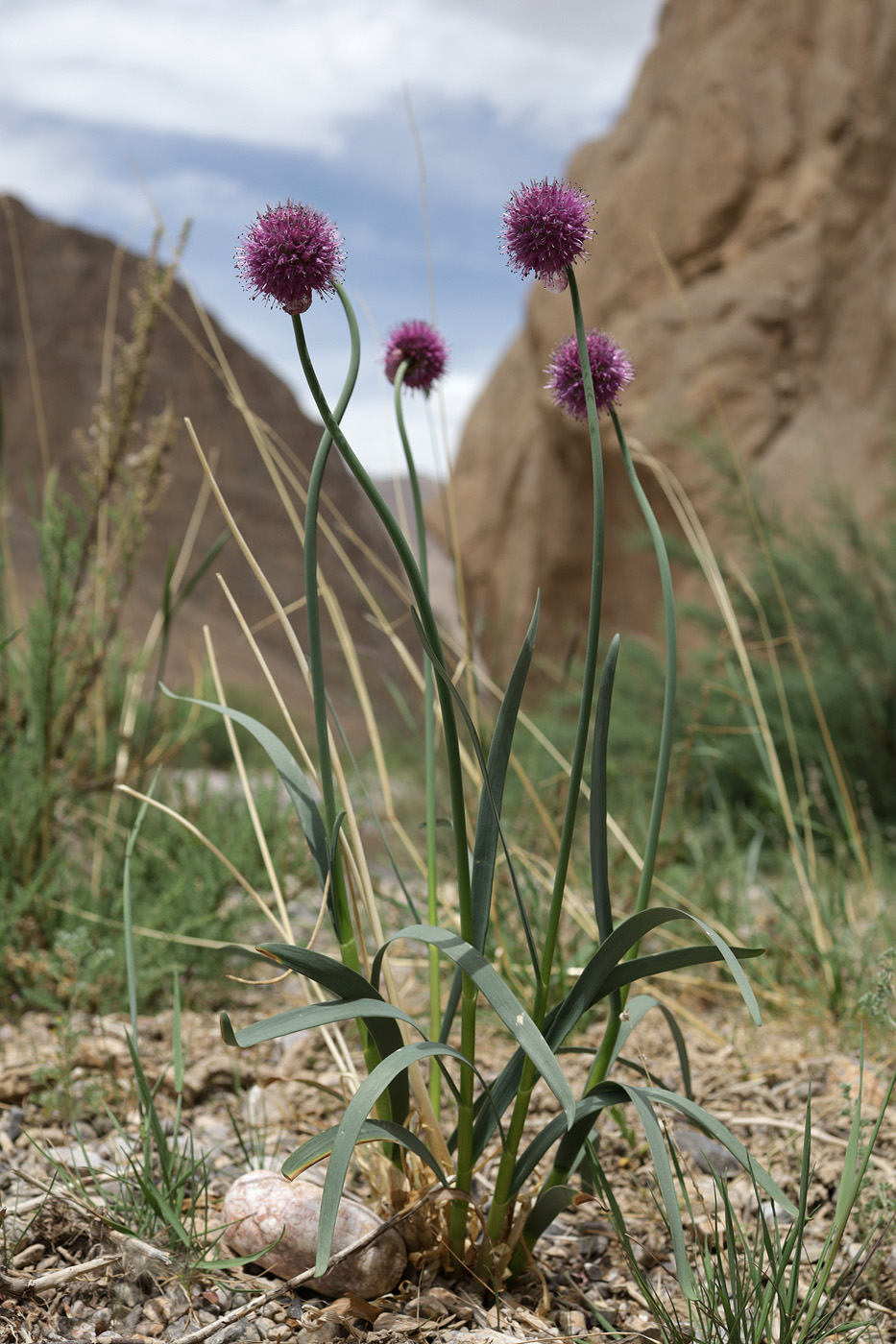 Изображение особи Allium polyphyllum.
