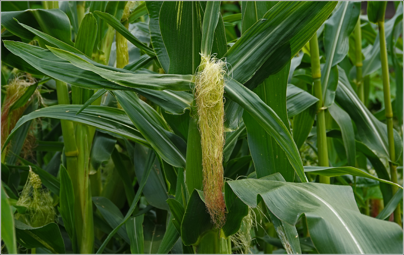Image of Zea mays specimen.