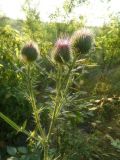 Cirsium vulgare. Соцветия. Республика Молдова, муниципалитет Кишинёв, г. Кодру, пустырь. 1 августа 2026 г.