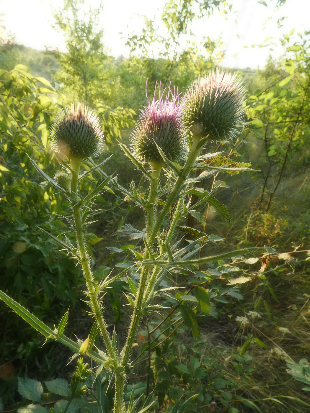 Image of Cirsium vulgare specimen.