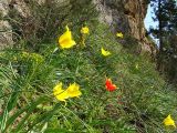 Tulipa suaveolens