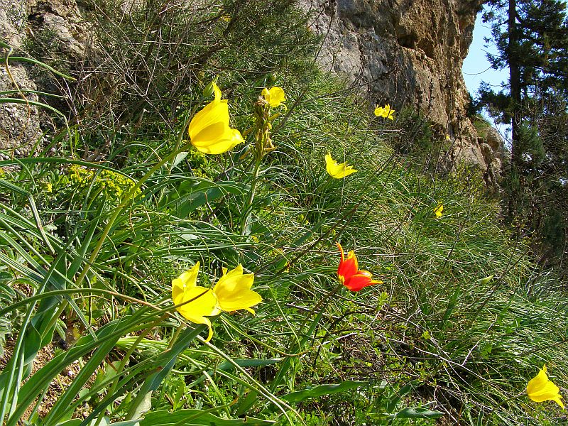 Image of Tulipa suaveolens specimen.